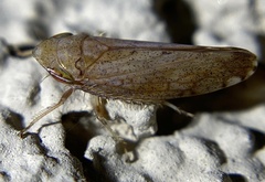 Fieberiella