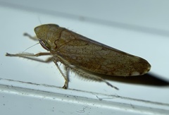 Fieberiella