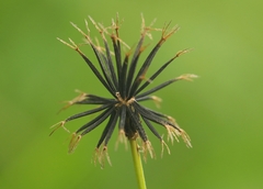 Bidens pilosa