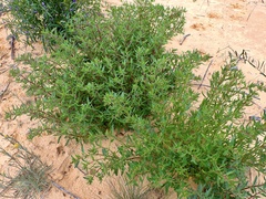 Haloragis odontocarpa