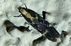 Chionodes phalacra