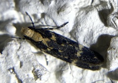 Chionodes phalacra