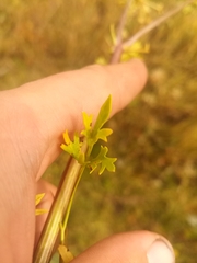 Cnidium dauricum