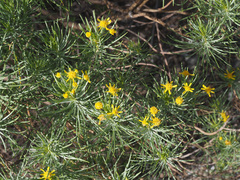 Euryops floribundus