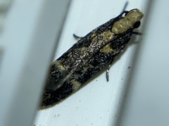 Chionodes phalacra