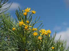 Euryops floribundus