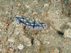 Phyllidia elegans
