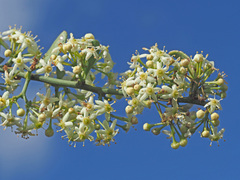 Gymnosporia buxifolia