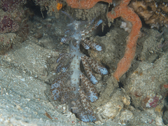 Phyllodesmium longicirrum