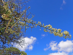 Gymnosporia buxifolia