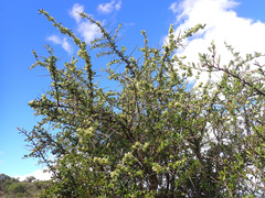 Gymnosporia buxifolia