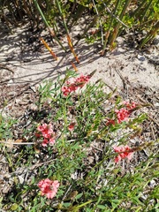 Indigofera heterophylla