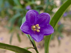 Solanum simile