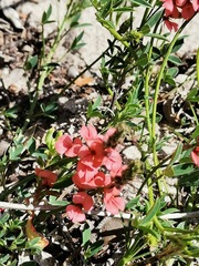 Indigofera heterophylla