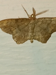 Hypagyrtis