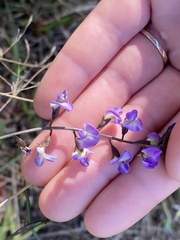 Glycine tabacina