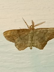 Hypagyrtis