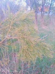 Exocarpos cupressiformis