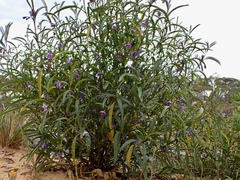 Solanum simile