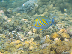 Acanthurus lineatus