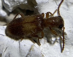 Cleridae