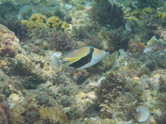 Rhinecanthus rectangulus