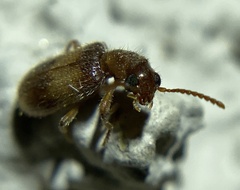 Cleridae