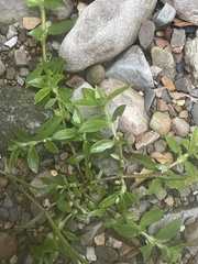 Oldenlandia corymbosa