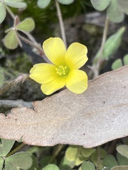 Oxalis exilis