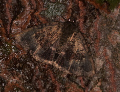 Mormo maura