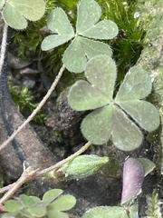 Oxalis exilis