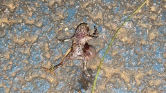 Amphibia