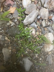 Oldenlandia corymbosa