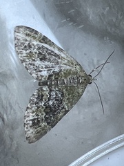 Acasis viretata