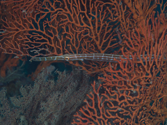 Aulostomus chinensis