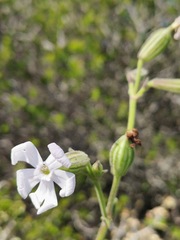 Silene rigens