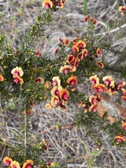 Dillwynia laxiflora