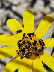 Neoeutrapela