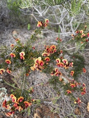 Dillwynia laxiflora
