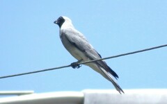 Coracina novaehollandiae