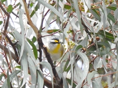 Pardalotus striatus