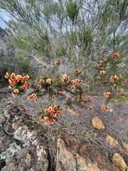 Dillwynia laxiflora