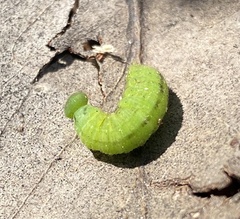 Satyrinae