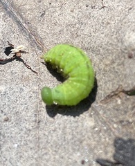 Satyrinae