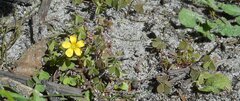 Oxalis perennans