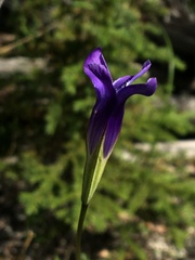 Gentianopsis detonsa