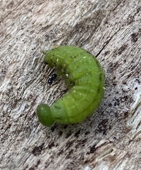 Satyrinae
