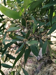 Acacia melanoxylon