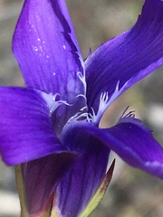 Gentianopsis detonsa