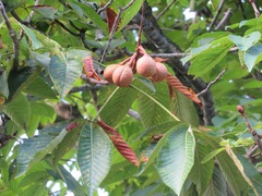 Aesculus turbinata